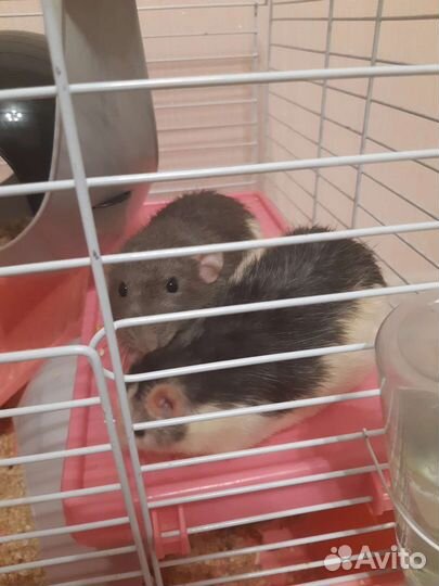 Передержка