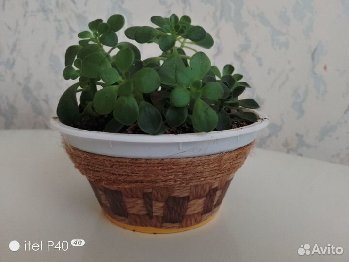 Комнатные растения цветы