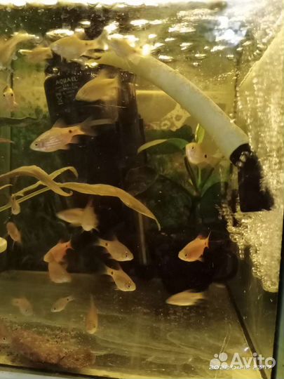 Барбус Огненный