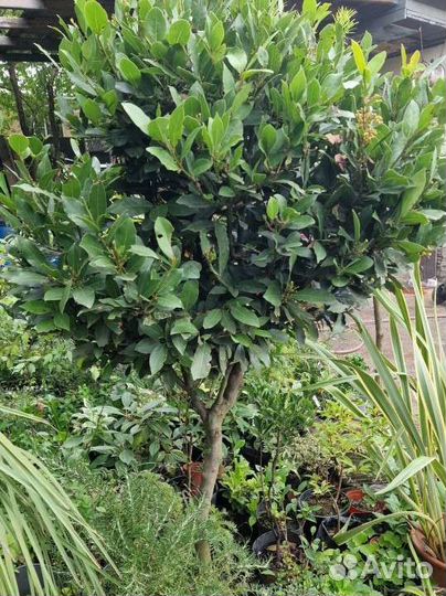 Лавр, лаврушка