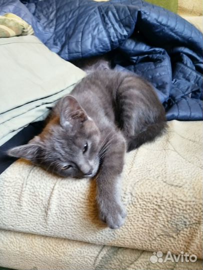 Дымчатая девочка