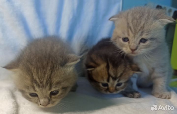 Британские котята