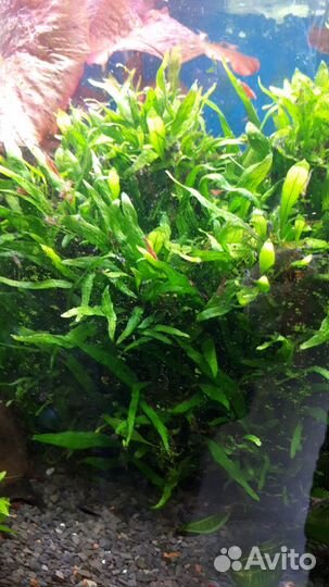 Аквариумные растения