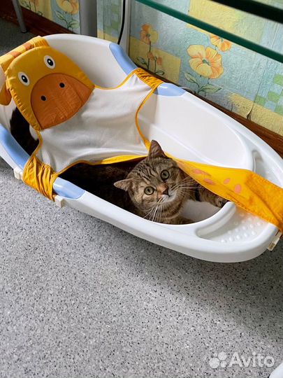 Шотландский Кот вязка