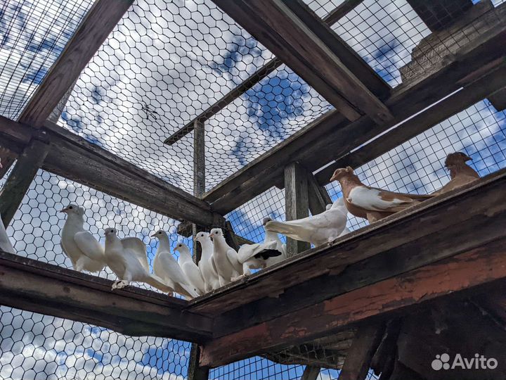 Голуби молодежь бакинские бойные