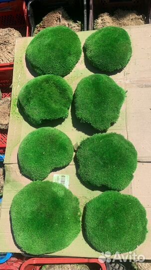 Ягель, Кочки,Пласты стабилизированные.Озеленение