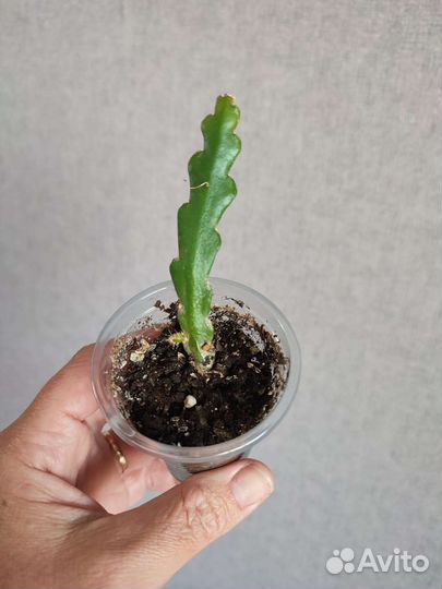 Эпифиллум, криптоцереус