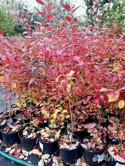 Голубика из питомника