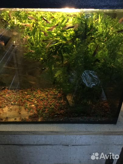 Растения в аквариум