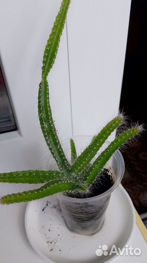 Растения для дома