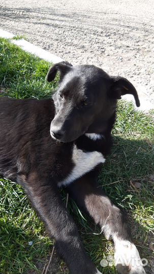 Лина и Боня