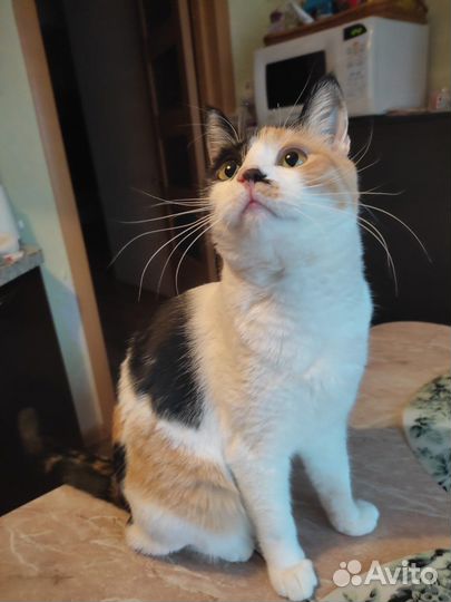 Кошечка в добрые руки