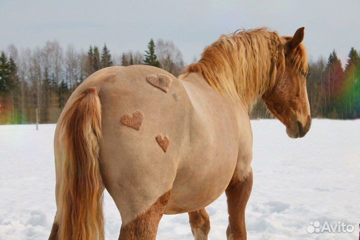 Навоз конский