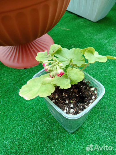 Пеларгония