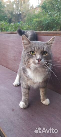 Котик ищет хозяев