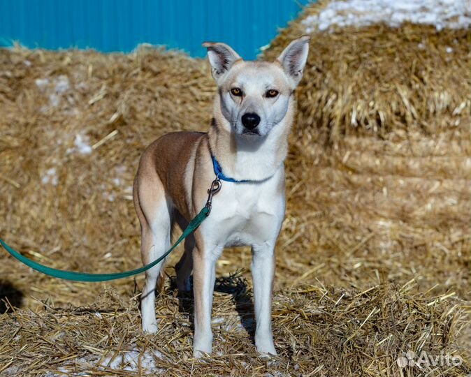 Собака Трейси