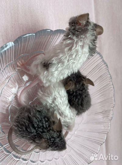 Сатиновые,кудрявые,декоративные мыши