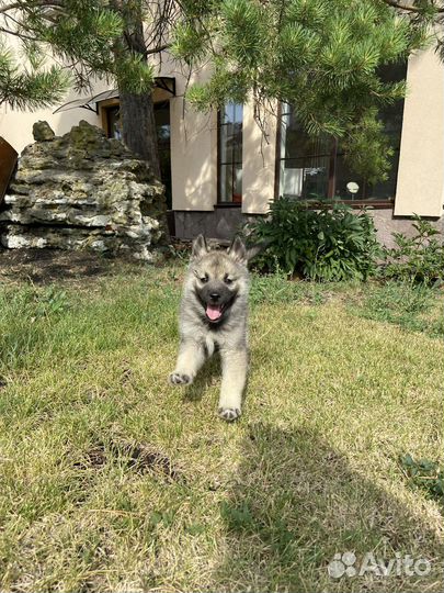 Кеесхонд вольфшпиц