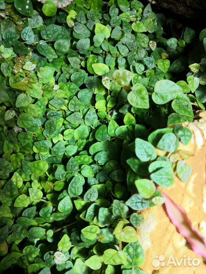 Фикус Пумила крохотный карликовый