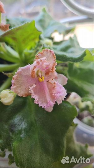 Комнатные цветы