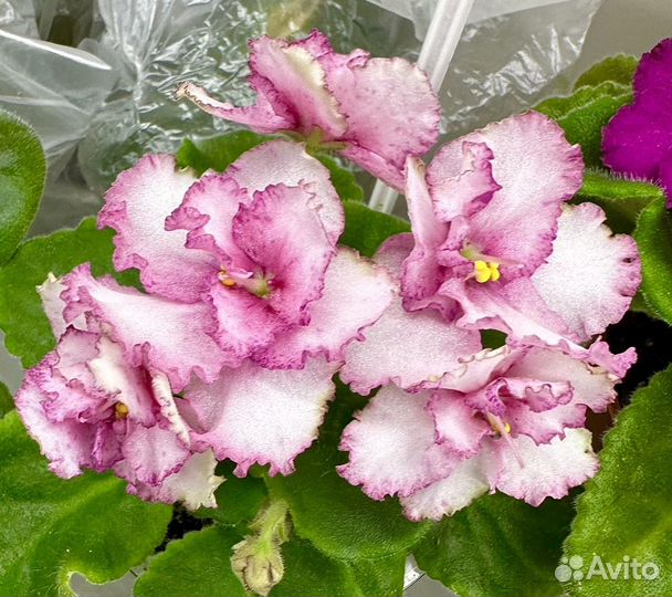 Фиалка сорт ав-Земляника