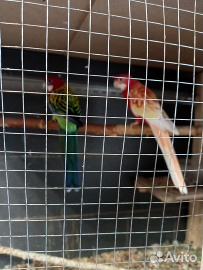 Попугай Карелла, розелла