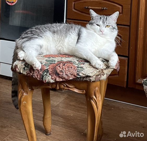 Отдам кота в добрые руки