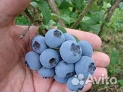 Саженцы голубики 2 лет