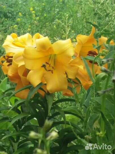 Лилии луковицы