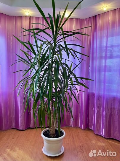 Пальма юкка более 2 м