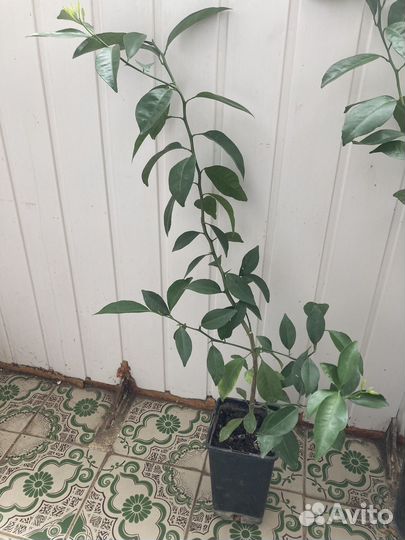 Цитрофортунелла