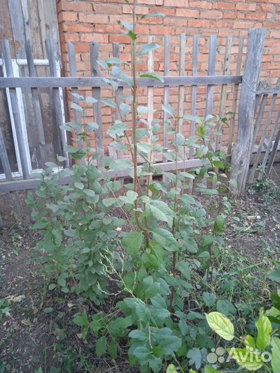 Саженцы сливы