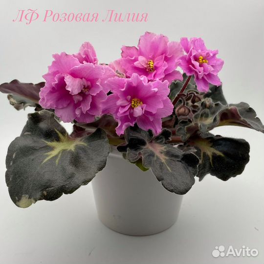 Сортовые фиалки