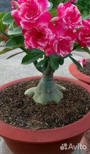 Адениум, саженцы