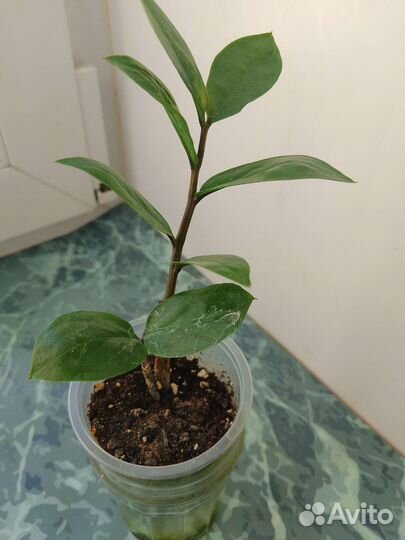 Замиокулькас