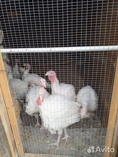 Индюки биг 6 хайбрид тяжёлый крос