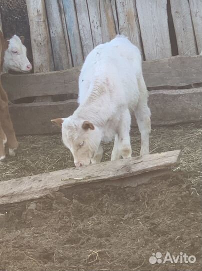 Корова телята