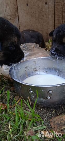 Отдам в очень добрые руки