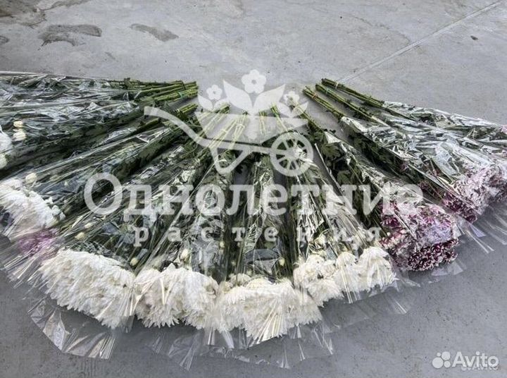 Хризантема кустовая оптом из теплиц