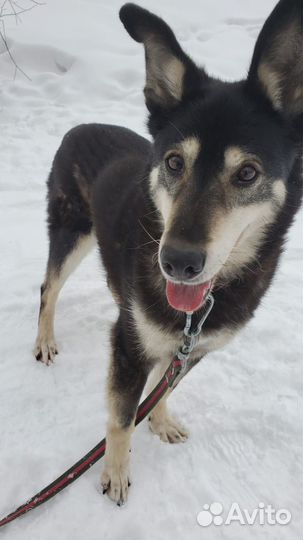 Джонику с больным сердечком нужен дом
