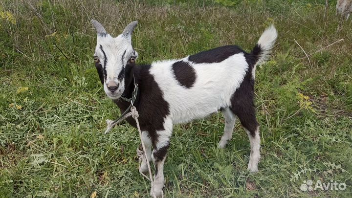 Продаются козлики и козочки