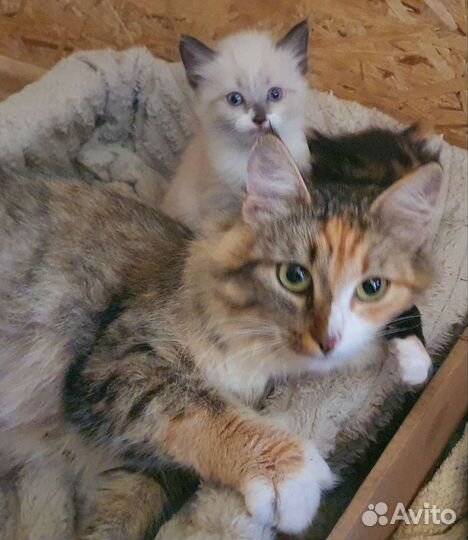 Котята в добрые руки бесплатно