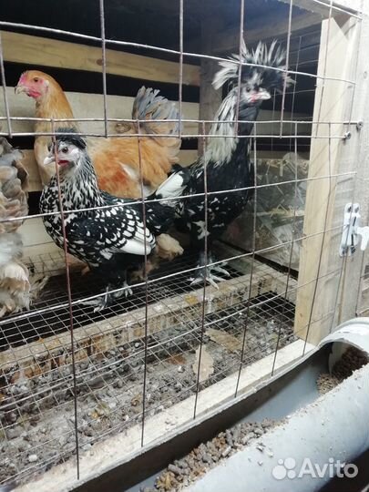 Петухи Брама