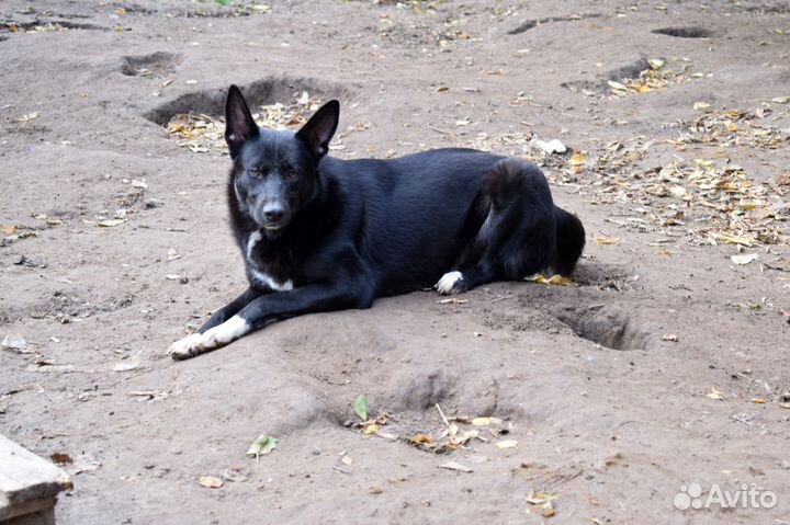 Отдам крупного пса в хорошие руки