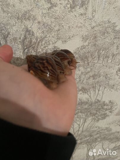 Улитка ахатина иммакулята пантера