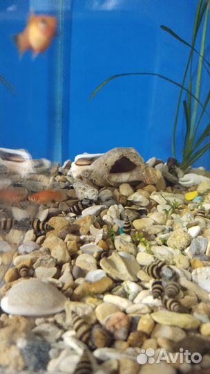 Улитка хелена