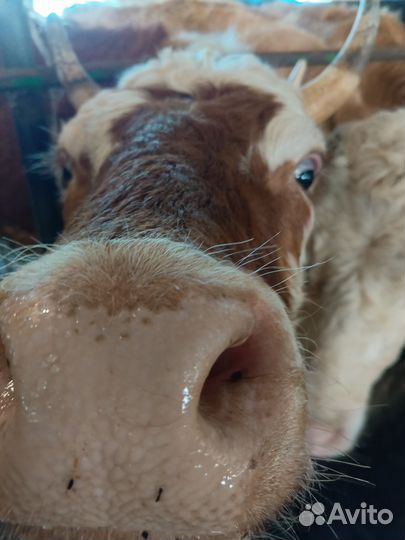 Навоз перегной самовывоз