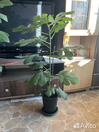 Саженцы инжира