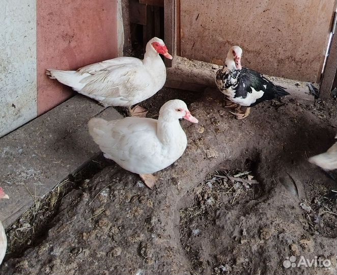 Семья индоуток