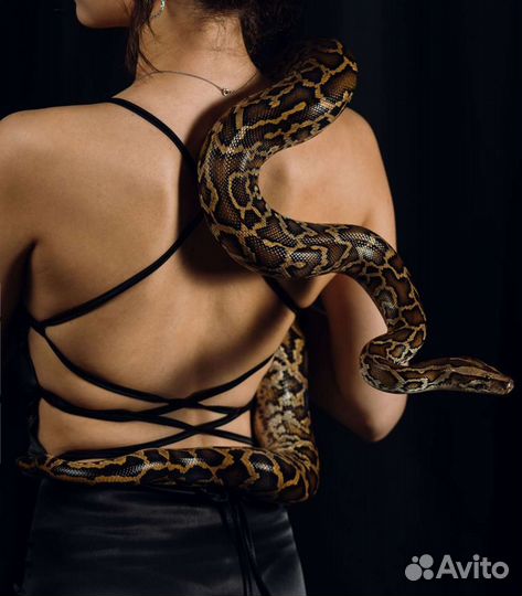 Аренда змей для фото, видео съёмок
